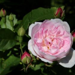 Location: Rosa 'Blush Noisette' in the Rosarium Baden in the Doblhoffpark in Baden bei Wien. Identified by sign.
Photo courtesy of: Anna reg