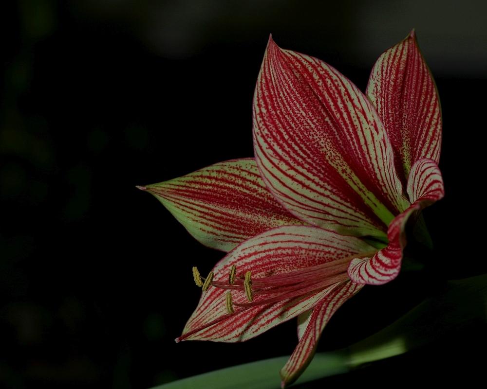 Photo of Amaryllis (Hippeastrum 'Exotic Star') uploaded by dirtdorphins