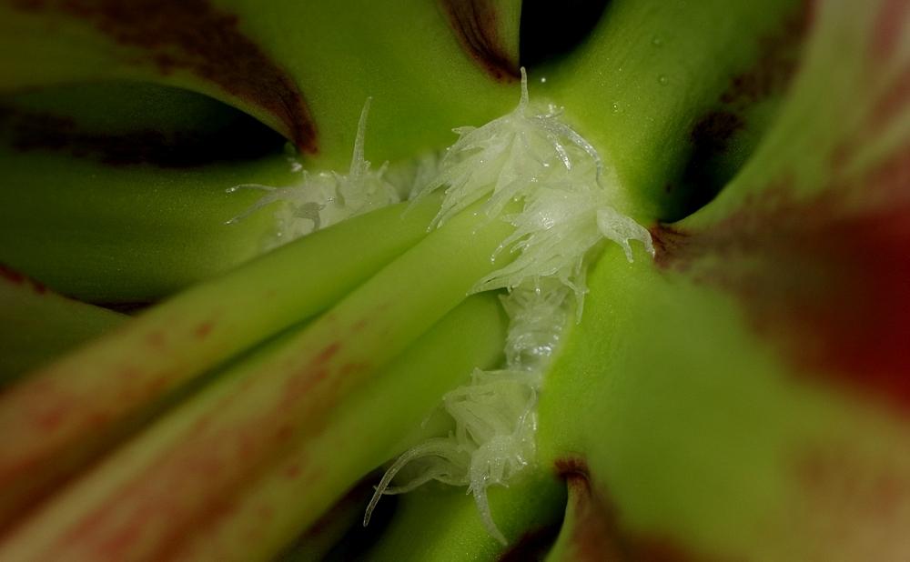 Photo of Amaryllis (Hippeastrum 'Exotic Star') uploaded by dirtdorphins