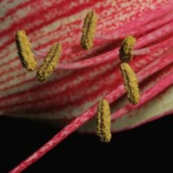 Location: My Kitchen
Date: 2015-01-17
Anthers