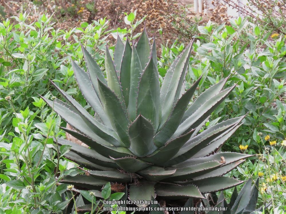 Photo of Shaw's Agave (Agave shawii) uploaded by plantladylin