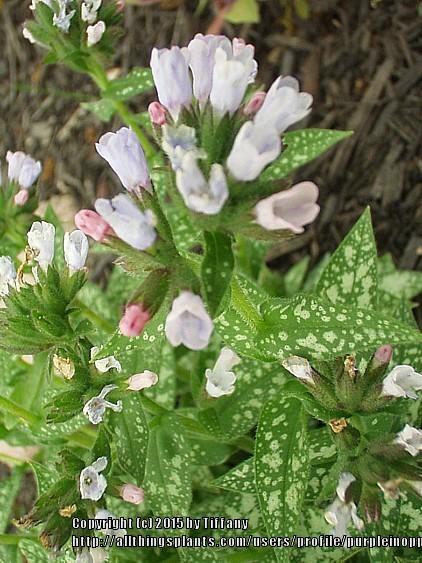 Photo of Soldiers and Sailors (Pulmonaria officinalis) uploaded by purpleinopp