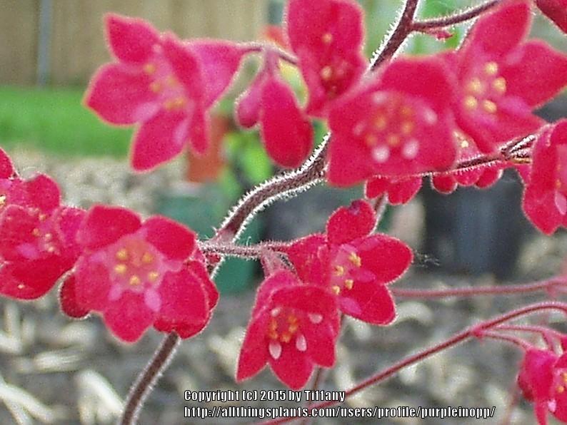 Photo of Coral Bells (Heuchera) uploaded by purpleinopp