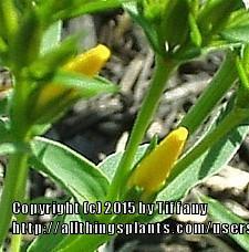 Photo of Dwarf Golden Flax (Linum flavum 'Compactum') uploaded by purpleinopp