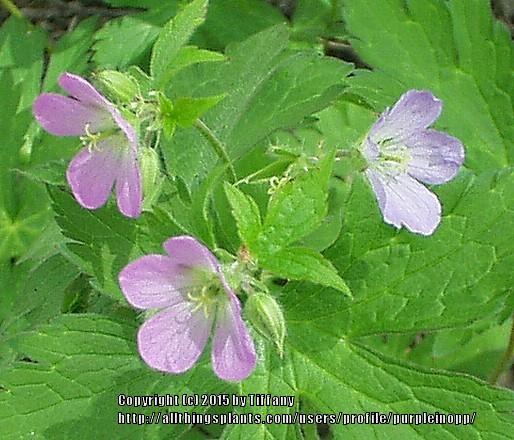 Photo of Wild Geranium (Geranium maculatum) uploaded by purpleinopp