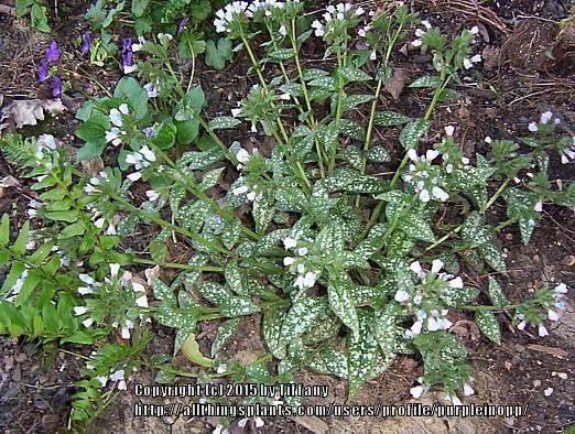 Photo of Soldiers and Sailors (Pulmonaria officinalis) uploaded by purpleinopp