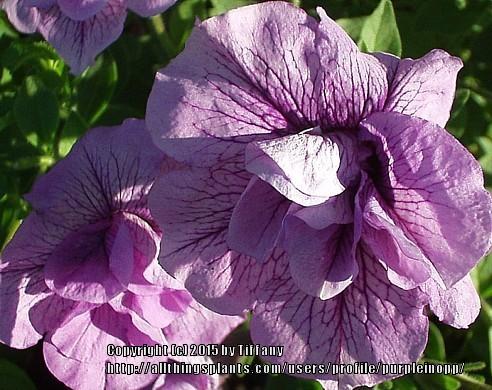 Photo of Double Multiflora Spreading Petunia (Petunia Supertunia® Priscilla) uploaded by purpleinopp