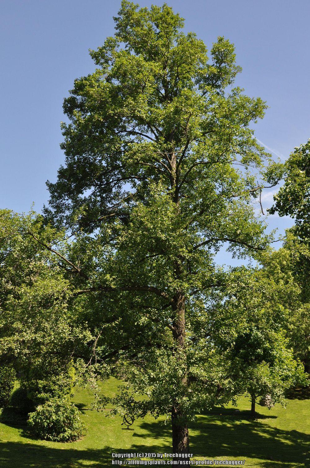 Photo of European Alder (Alnus glutinosa) uploaded by treehugger