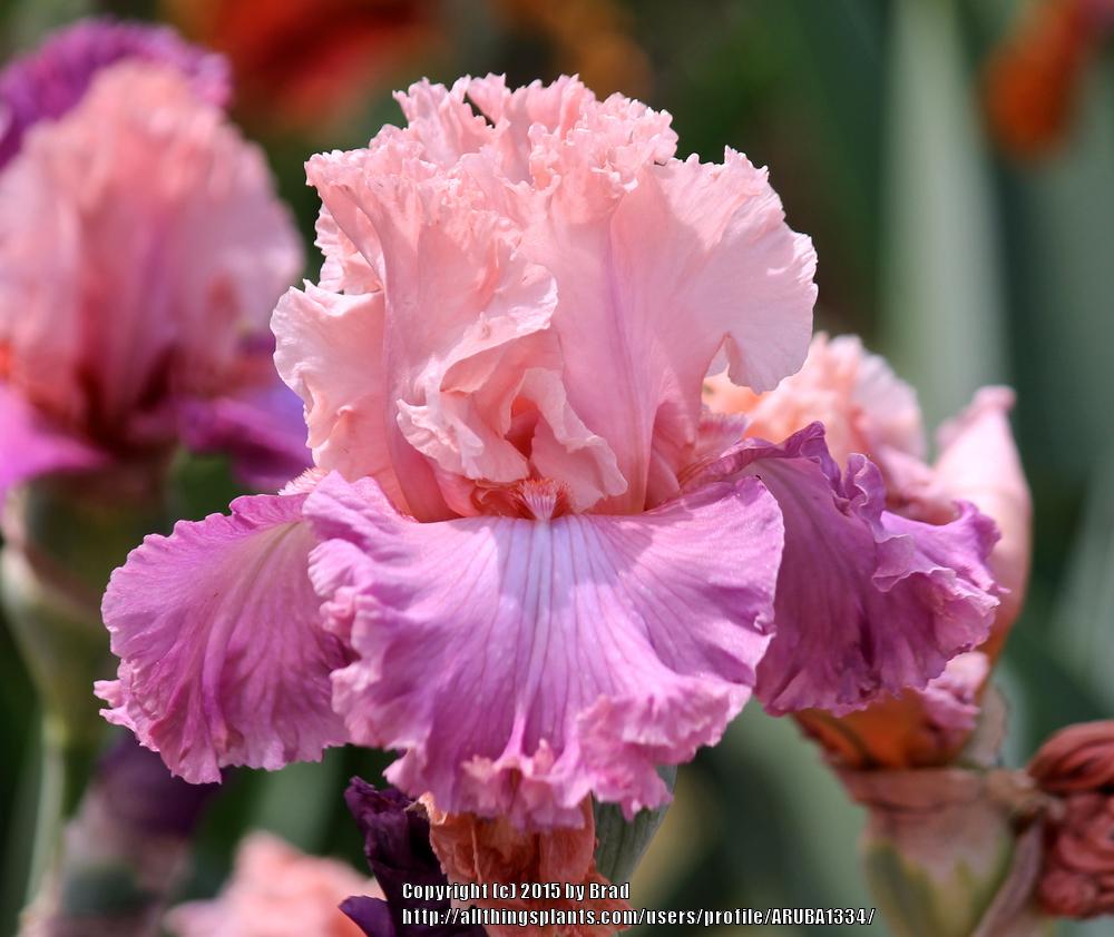 Photo of Tall Bearded Iris (Iris 'Velvet Valentine') uploaded by ARUBA1334