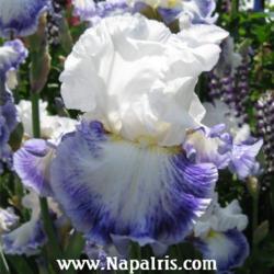 
Date: 2012-01-15
Photo courtesy of Napa Country Iris Garden