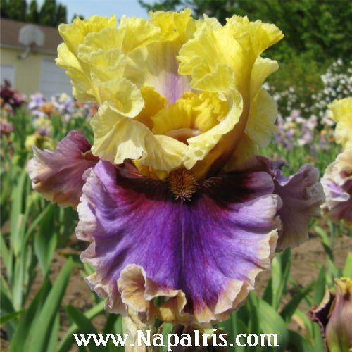 Photo of Tall Bearded Iris (Iris 'Carnival Capers') uploaded by Calif_Sue