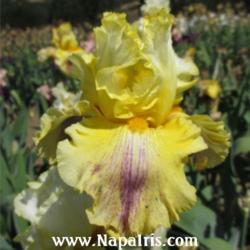 
Date: 2013-05-09
Photo courtesy of Napa Country Iris Garden