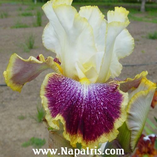 Photo of Tall Bearded Iris (Iris 'Carnival Ride') uploaded by Calif_Sue