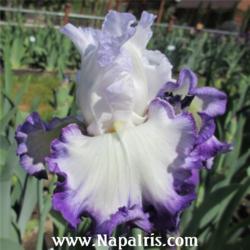 
Date: 2013-04-22
Photo courtesy of Napa Country Iris Garden