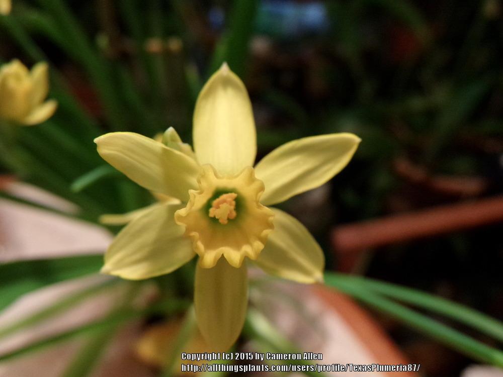 Photo of Daffodil (Narcissus 'Tete-a-Tete') uploaded by TexasPlumeria87