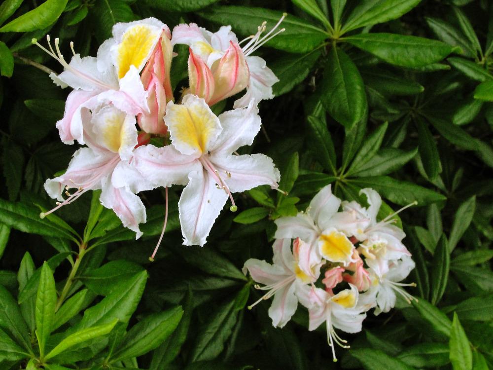 Photo of Western azalea (Rhododendron occidentale) uploaded by admin