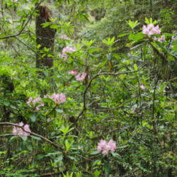 Location: Rhododendron (Rhododendron macrophyllum) on Jedediah Smith Redwoods Mill Creek Trail 2
Date: 2009-06-10
Photo courtesy of: Miguel Vieira