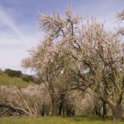 Location: Almond orchard on Clyma Trail in Morgan Territory Regional Preserve
Date: 2007-03-21
Photo courtesy of: Miguel Vieira