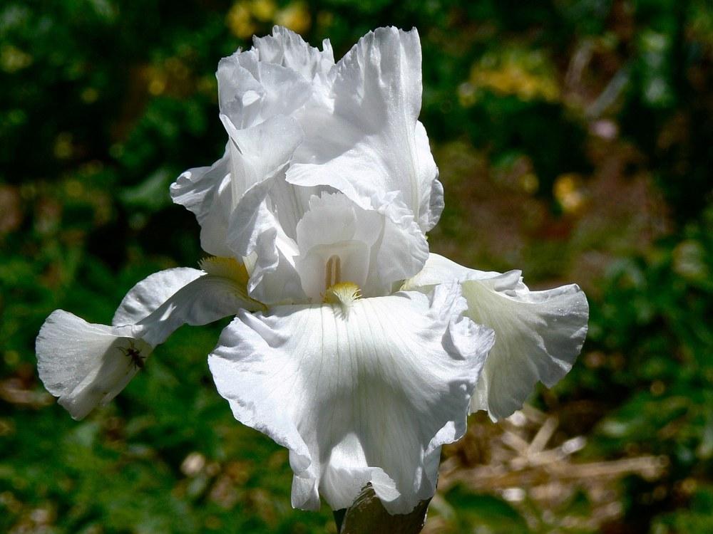 Photo of Tall Bearded Iris (Iris 'Immortality') uploaded by janwax