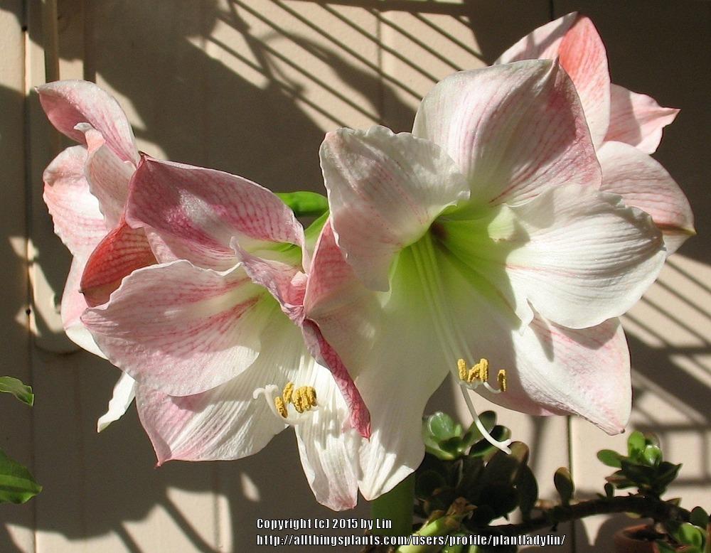 Photo of Amaryllis (Hippeastrum 'Apple Blossom') uploaded by plantladylin