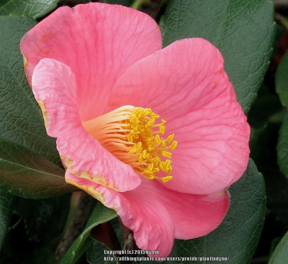 Photo of Camellias (Camellia) uploaded by plantladylin