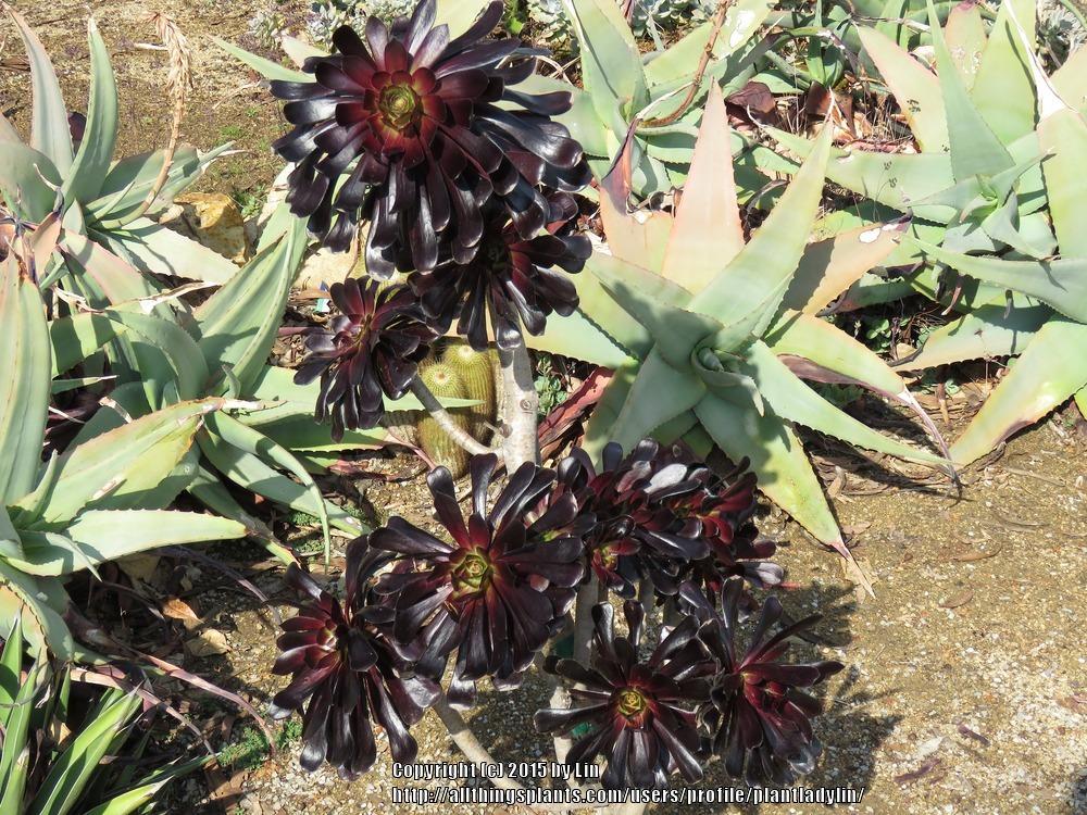Photo of Aeonium (Aeonium arboreum) uploaded by plantladylin