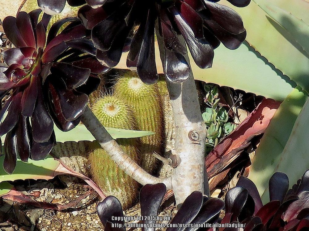 Photo of Aeonium (Aeonium arboreum) uploaded by plantladylin