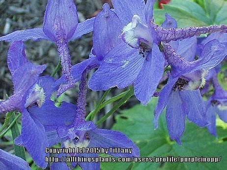 Photo of Delphiniums (Delphinium) uploaded by purpleinopp