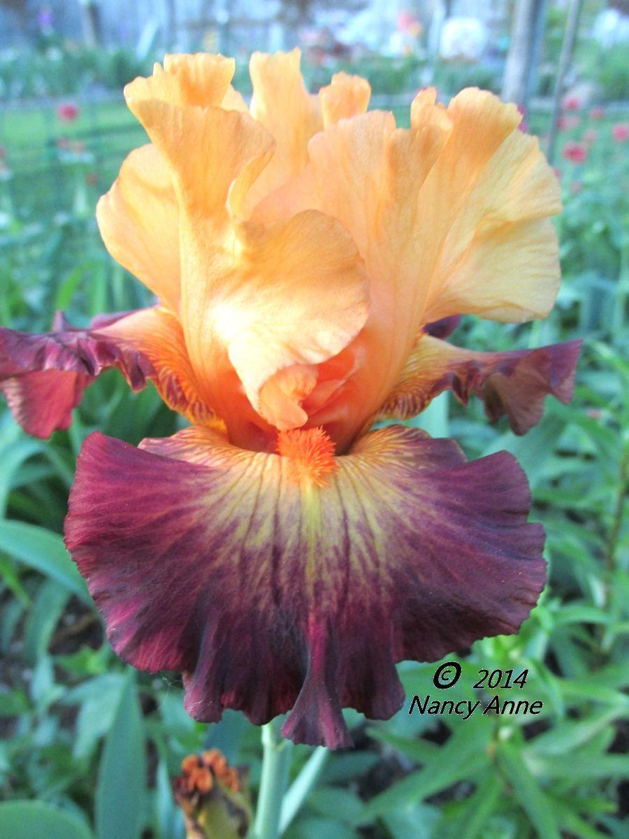 Photo of Tall Bearded Iris (Iris 'Jazz Band') uploaded by Bloomers