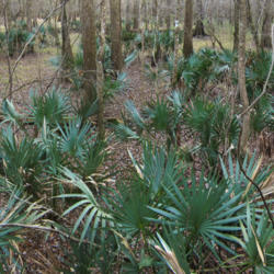 Location: Dwarf palmetto (Sabal minor) on Congaree National Park Elevated Boardwalk trail
Date: 2012-01-07
Photo courtesy of: Miguel Vieira