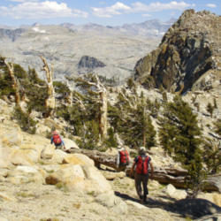 Location: We passed through a grove of venerable foxtail pines with fantastic views of the Great Western Divide on our way from the ridge to the summit
Date: 2008-08-05
Photo courtesy of: Miguel Vieira
