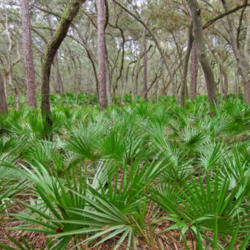 Location: Saw palmetto (Serenoa repens) and forest in Manatee Springs State Park
Date: 2012-01-14
Photo courtesy of: Miguel Vieira