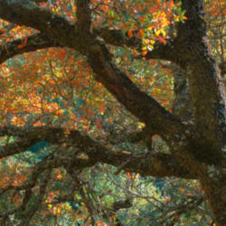 Location: Fall blue oak in Briones Park
Date: 2008-10-30
Photo courtesy of: Miguel Vieira