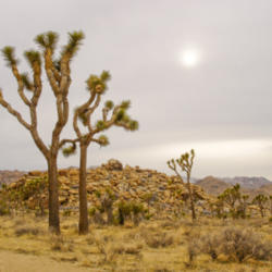 Location: Joshua Trees and setting sun in Joshua Tree National Park
Date: 2009-02-19
Photo courtesy of: Miguel Vieira