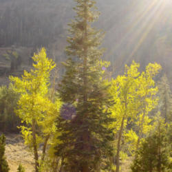 Location: Fir and fall cottonwoods in Farewell Canyon
Date: 2008-09-30
Photo courtesy of: Miguel Vieira