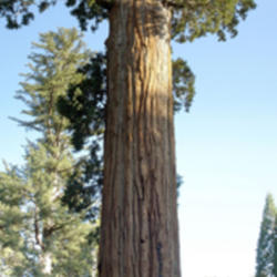 Location: General Grant Tree in Kings Canyon National Park
Date: 2007-10-24
Photo courtesy of: Miguel Vieira