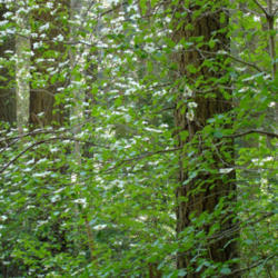 Location: Pacific dogwood in Redwood Canyon in Sequoia National Park
Date: 2007-10-24
Photo courtesy of: Miguel Vieira