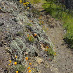 Location: Wester wallflower and poppies on Mount Diablo Bald Ridge Trail
Photo courtesy of: Miguel Vieira