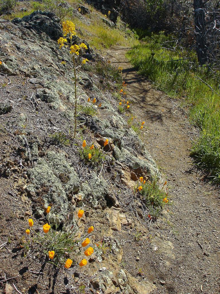 Photo of California Poppy (Eschscholzia californica) uploaded by admin