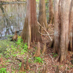 Location: Bald cypress (Taxodium distichum) at Manatee Springs State Park
Photo courtesy of: Miguel Vieira