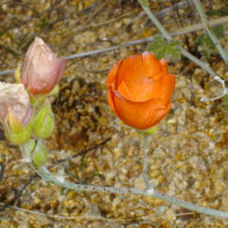 Location: Desert Mallow (Sphaeralcea ambigua) in Joshua Tree
Date: 2008-02-24
Photo courtesy of: Miguel Vieira