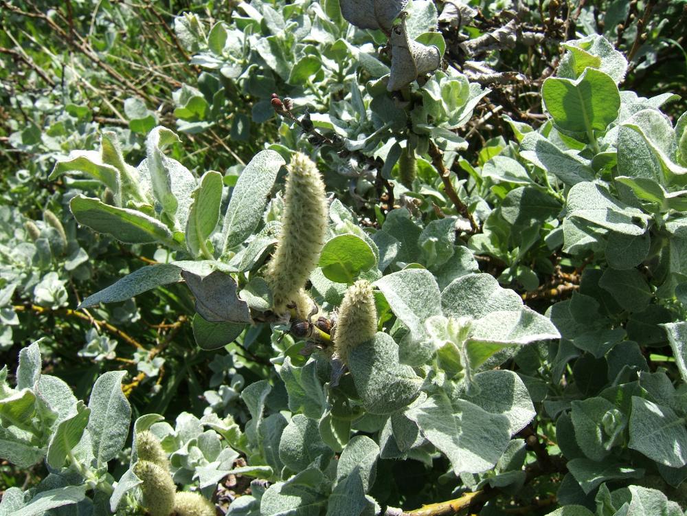 Photo of Wooly Willow (Salix lanata) uploaded by admin