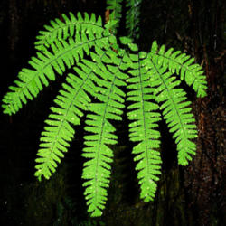 Location: Five-finger fern on Berry Creek Falls Trail in Big Basin Redwoods
Date: 2007-11-13
Photo courtesy of: Miguel Vieira