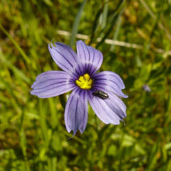 Location: Blue-eyed grass (Sisyrinchium bellum) on Mount Diablo Wall Point Road
Date: 2009-04-20
Photo courtesy of: Miguel Vieira