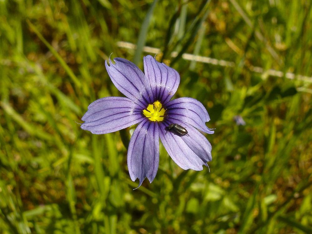 Photo of California Blue-Eyed Grass (Sisyrinchium bellum) uploaded by admin