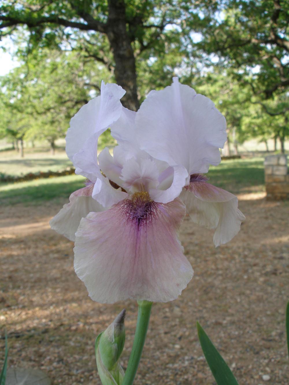 Photo of Arilbred Iris (Iris 'Gentle Poet') uploaded by needrain