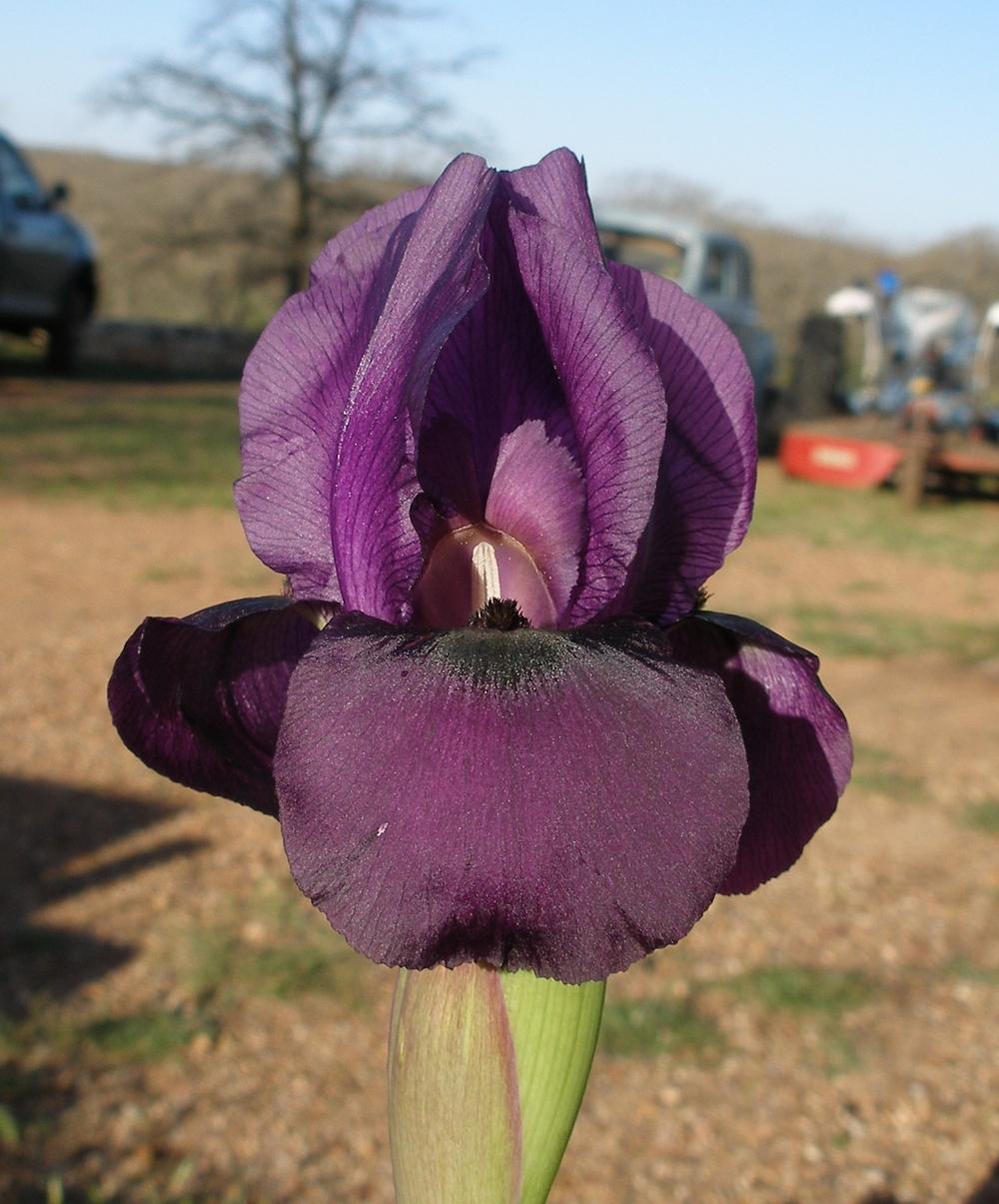 Photo of Arilbred Iris (Iris 'Doug Goodnight') uploaded by needrain