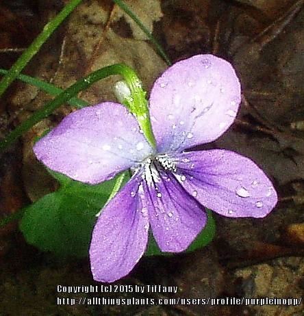 Photo of Violas (Viola) uploaded by purpleinopp