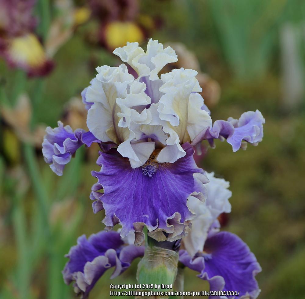 Photo of Tall Bearded Iris (Iris 'Espionage') uploaded by ARUBA1334