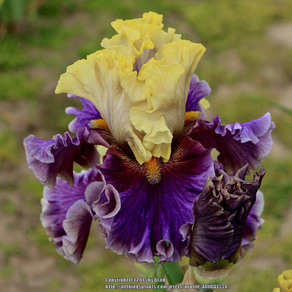 Photo of Tall Bearded Iris (Iris 'Painted Shadows') uploaded by ARUBA1334